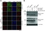 PARP1 Antibody in Western Blot (WB)