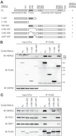 Cullin 1 Antibody in Western Blot (WB)