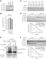 Cullin 1 Antibody in Western Blot (WB)