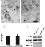 GRP94 Antibody in Western Blot (WB)