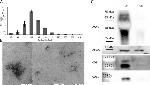 CD9 Antibody in Western Blot (WB)