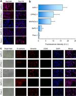 CD45 Antibody in Immunocytochemistry, Immunohistochemistry (ICC/IF, IHC)