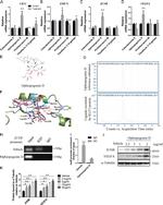 KLF3 Antibody in ChIP Assay (ChIP)