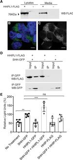 GFP Antibody in Western Blot, Immunoprecipitation (WB, IP)