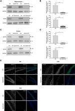 EphA4 Antibody in Western Blot (WB)