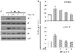 IkB alpha Antibody in Western Blot (WB)