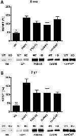 SynGAP Antibody in Western Blot (WB)