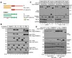 S-peptide Epitope Tag Antibody in Western Blot (WB)