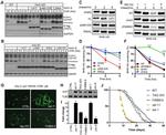 S-peptide Epitope Tag Antibody in Western Blot (WB)