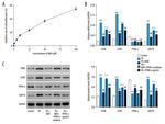 PERK Antibody in Western Blot (WB)