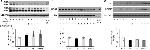 SRC3 Antibody in Western Blot (WB)