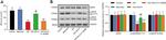 Phospho-eNOS (Thr495) Antibody in Western Blot (WB)