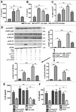 IL-18 Antibody in Western Blot (WB)