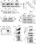 E-cadherin Antibody in Western Blot (WB)