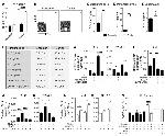 IL-17A Antibody in Flow Cytometry (Flow)