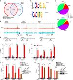 c-Myc Antibody in Western Blot (WB)