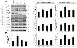 Phospho-Tau (Ser262) Antibody in Western Blot (WB)