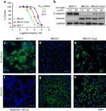 E-cadherin Antibody in Immunocytochemistry (ICC/IF)