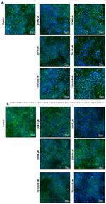 Claudin 3 Antibody in Immunocytochemistry (ICC/IF)