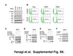 Phospho-Caspase 8 (Ser387) Antibody in Western Blot (WB)