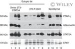 Adiponectin Antibody in Western Blot (WB)