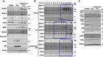 MED13 Antibody in Western Blot (WB)