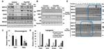 MED13 Antibody in Western Blot (WB)