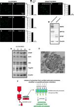 TSG101 Antibody in Western Blot (WB)