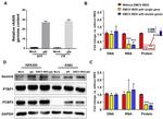 PTBP1 Antibody in Western Blot (WB)