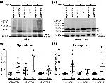 Versican V0, V1 Neo Antibody in Western Blot (WB)