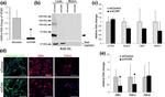 Versican V0, V1 Neo Antibody