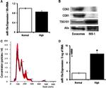 CD81 Antibody in Western Blot (WB)