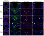 ZO-1 Antibody in Immunocytochemistry, Immunohistochemistry (ICC/IF, IHC)