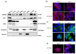 Vimentin Antibody in Western Blot (WB)