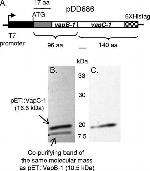 6x-His Tag Antibody in Western Blot (WB)