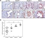 HuR Antibody in Immunohistochemistry (IHC)