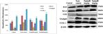 beta Actin Antibody in Western Blot (WB)