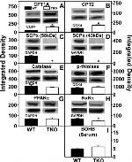 PPAR alpha Antibody in Western Blot (WB)