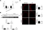 iNOS Antibody in Immunohistochemistry (IHC)