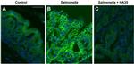 Claudin 2 Antibody in Immunocytochemistry, Immunohistochemistry (ICC/IF, IHC)