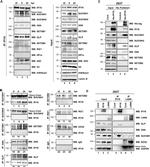 6x-His Tag Antibody in Western Blot (WB)