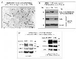 PGP9.5 Antibody in Western Blot (WB)