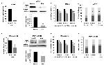 Pannexin 1 Antibody in Western Blot (WB)