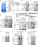 CBP Antibody in Western Blot, Immunoprecipitation (WB, IP)