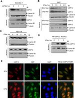 CBP Antibody in Immunocytochemistry (ICC/IF)