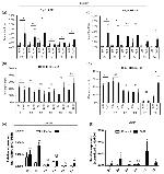 H3K27ac Antibody in ChIP Assay (ChIP)