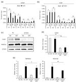 H3K27ac Antibody in Western Blot (WB)