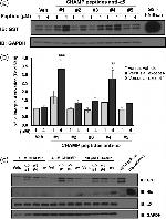 6x-His Tag Antibody in Western Blot (WB)