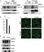 O-linked N-acetylglucosamine (O-GlcNAc) Antibody in Western Blot (WB)