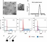 Alix Antibody in Dot Blot (DB)